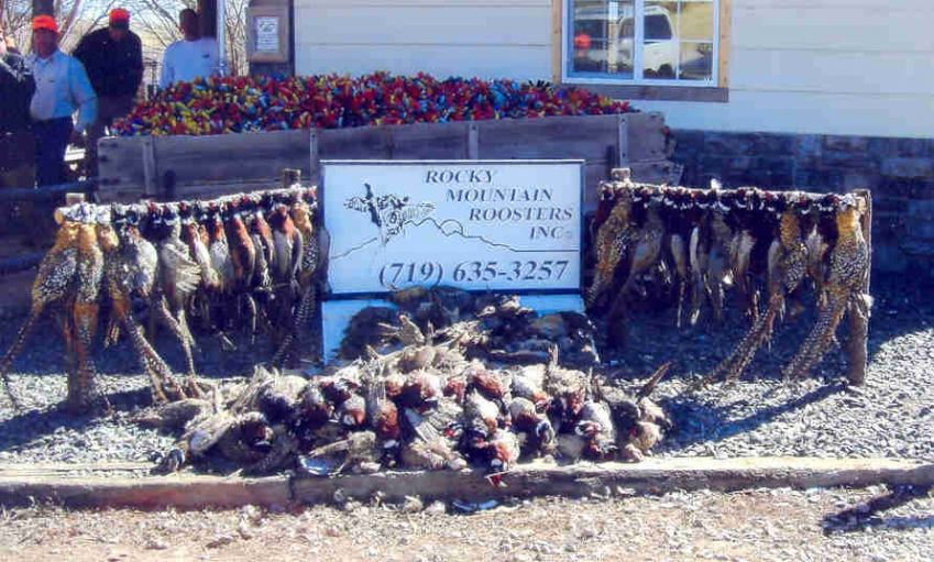 Loads of birds Stevinson 2005